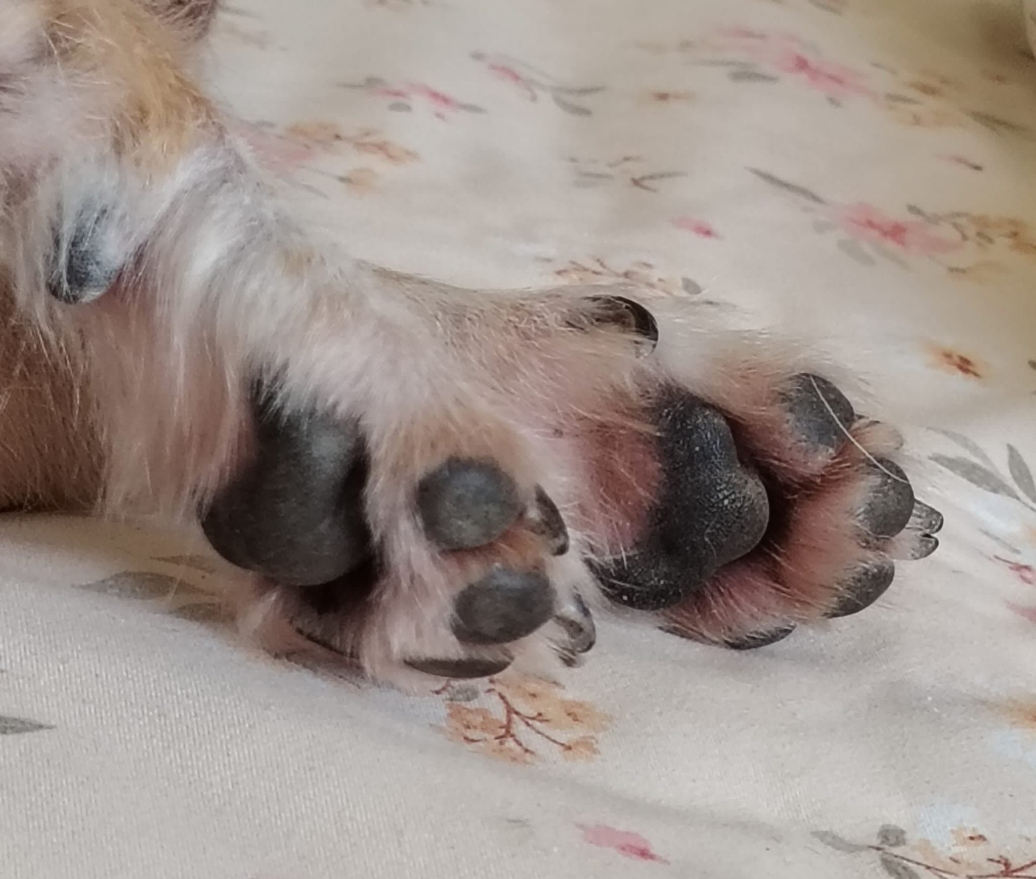 Labe câine — îngrijire veterinară atentă